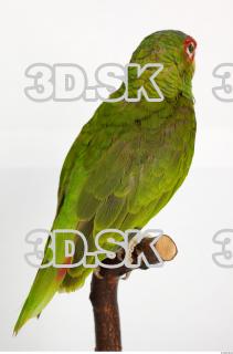 Amazon white-fronted - Amazona albifrons 0024